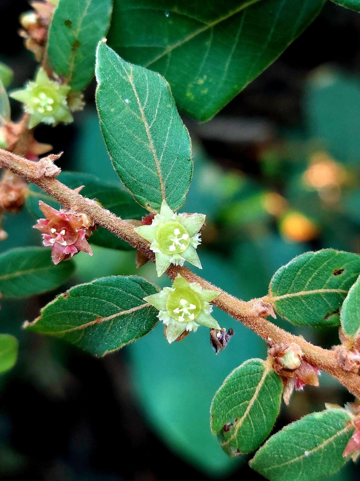 Image of Bridelia stipularis (L.) Blume