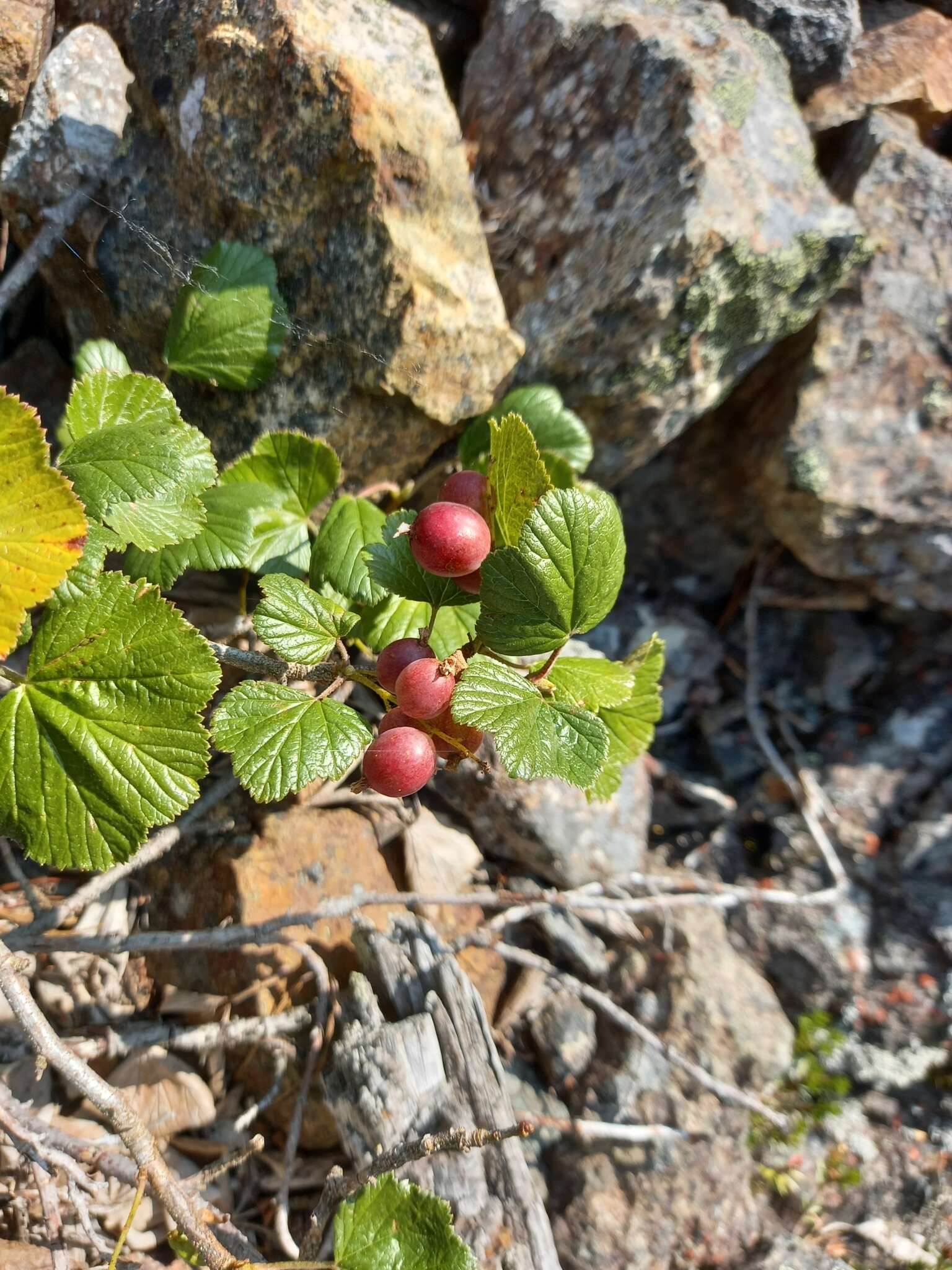 Image of Ribes fragrans Pall.