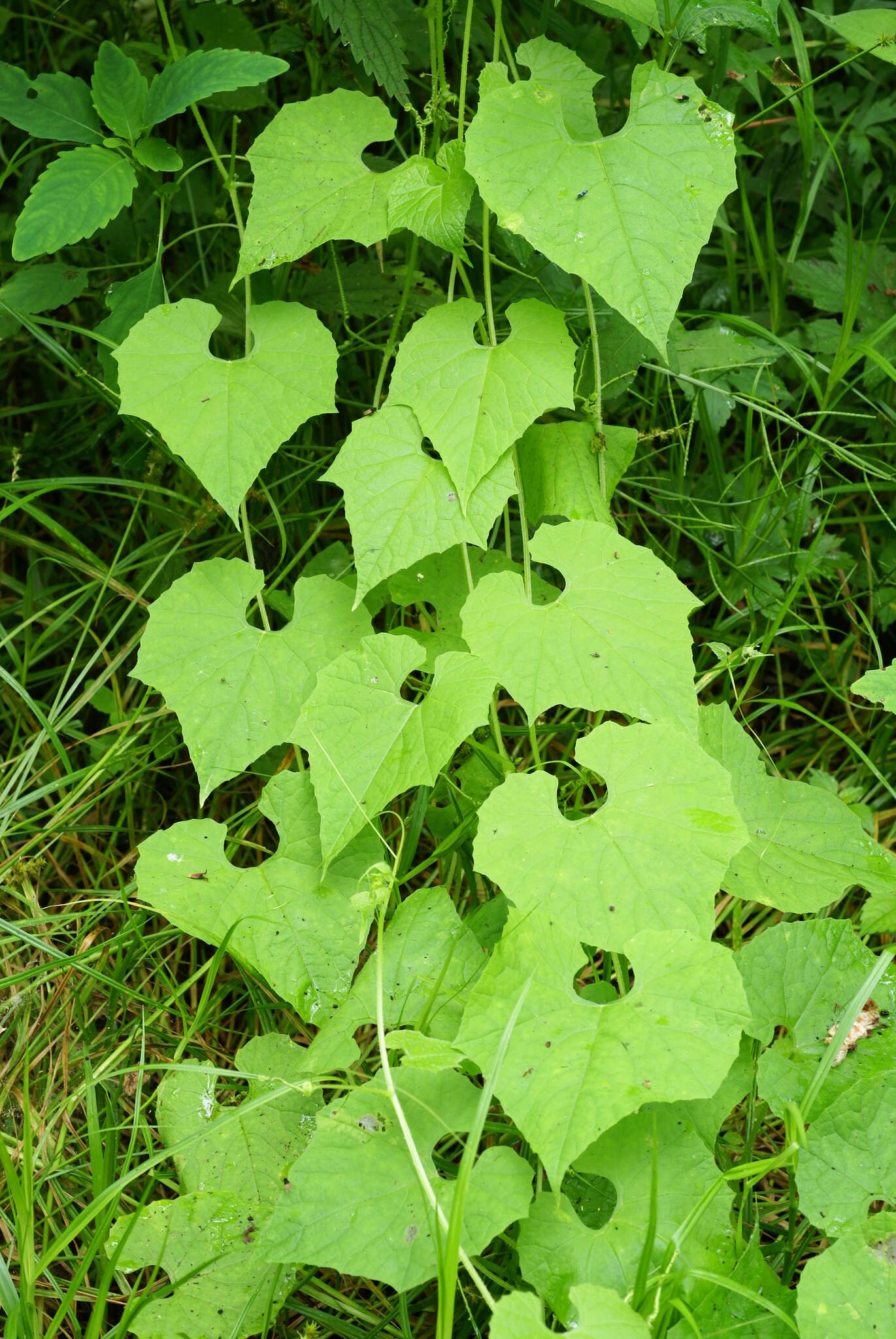 Sivun Schizopepon bryoniifolius Maxim. kuva