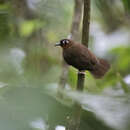 Image of Rufous-throated Antbird