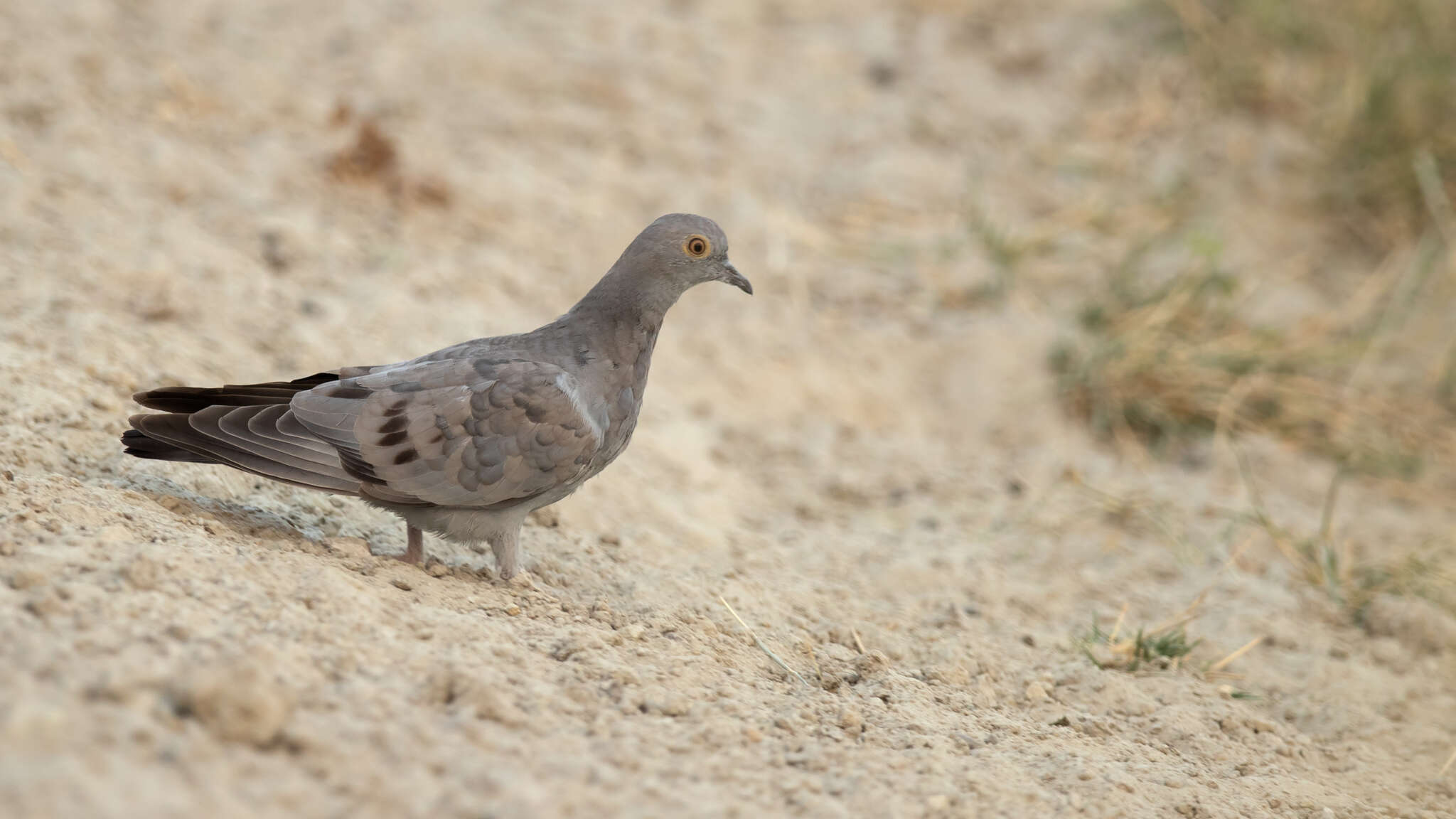 Image of Pale-backed Pigeon