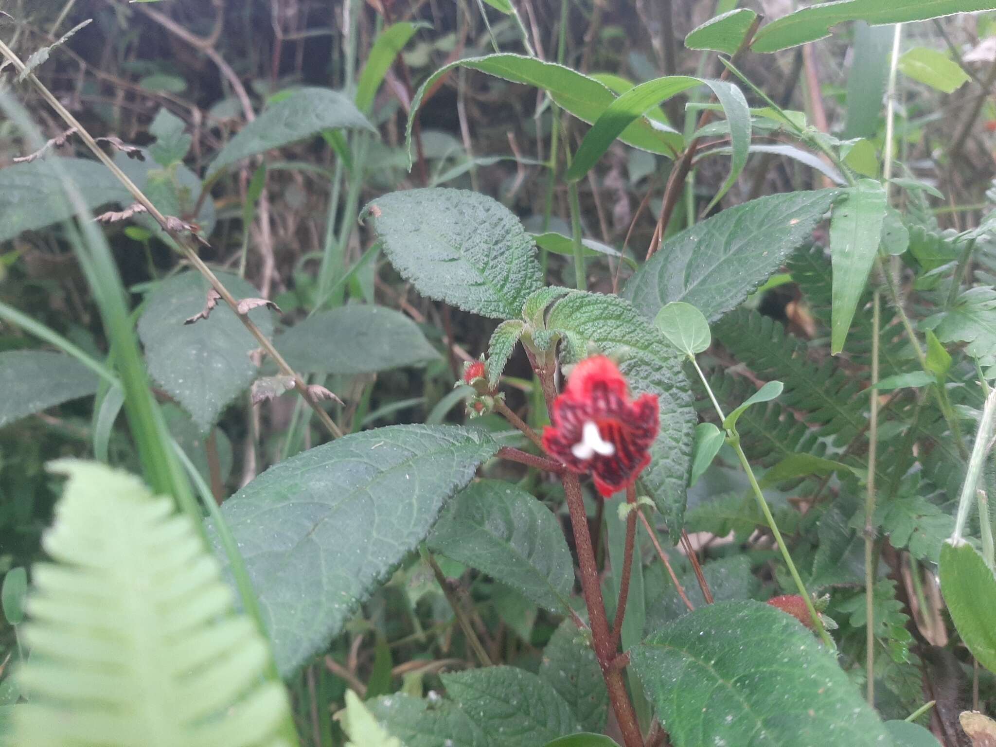 Sivun Kohleria inaequalis var. ocellata (Hook.) L. P. Kvist & L. E. Skog kuva