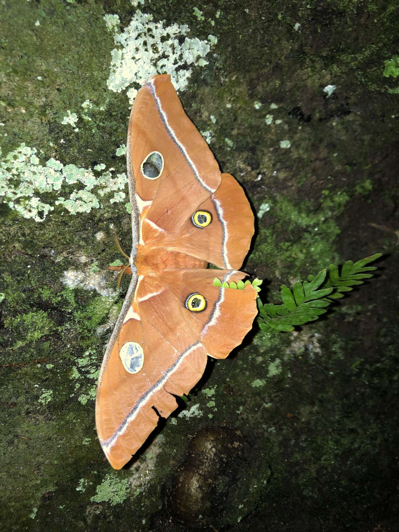 Image of Antheraea godmani (Druce 1892)