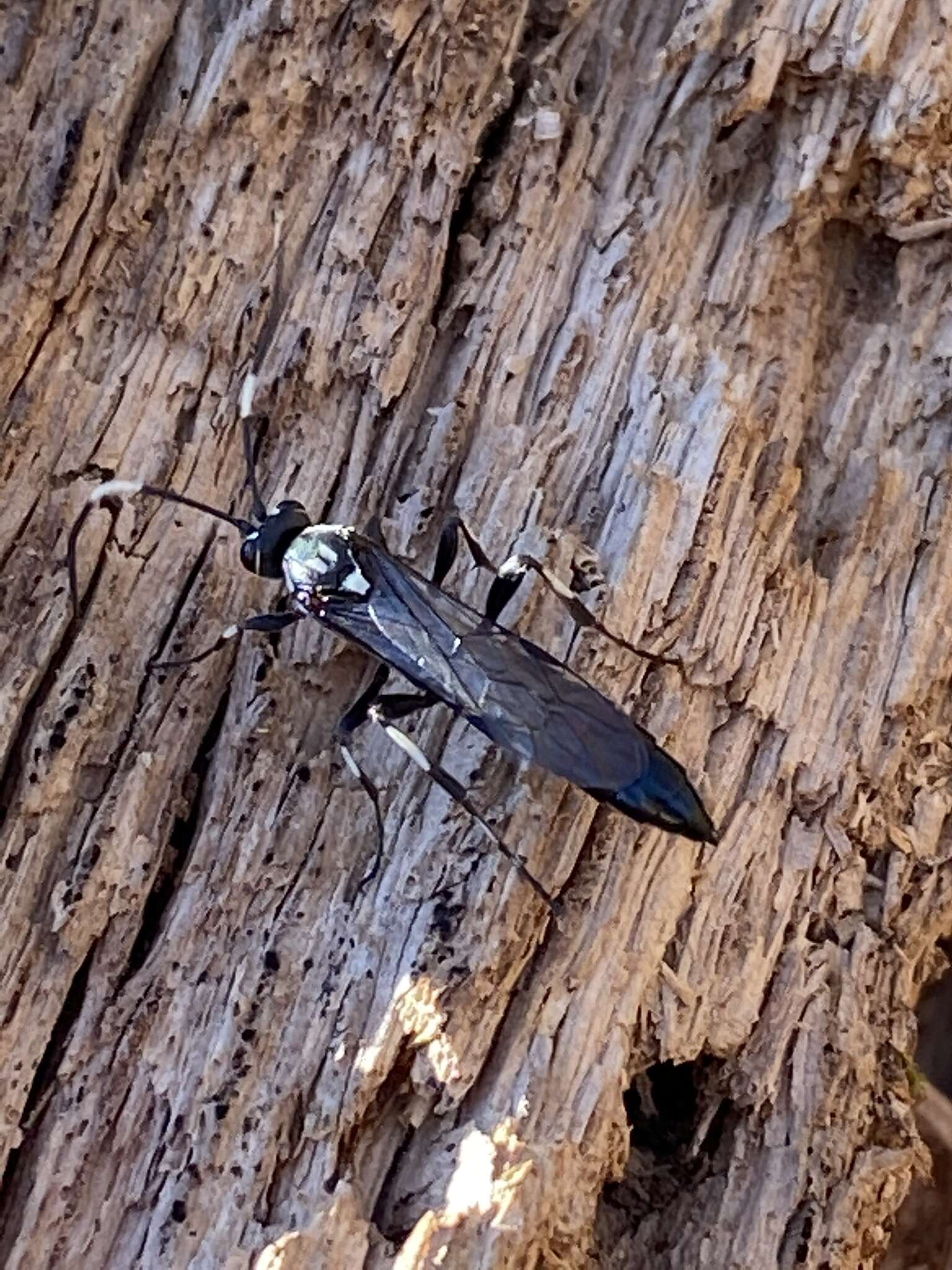 Orgichneumon calcatorius (Thunberg 1822) resmi