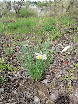 Слика од Narcissus incomparabilis Mill.