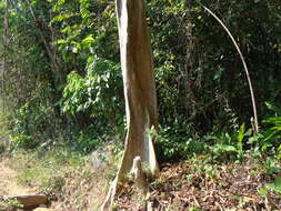 Image of Peruvian almond