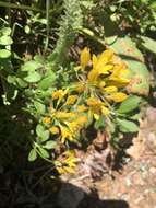 Image of yellow triteleia