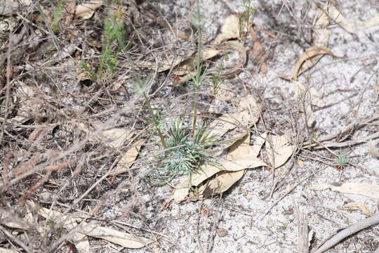 Image of Stylidium brunonianum Benth.