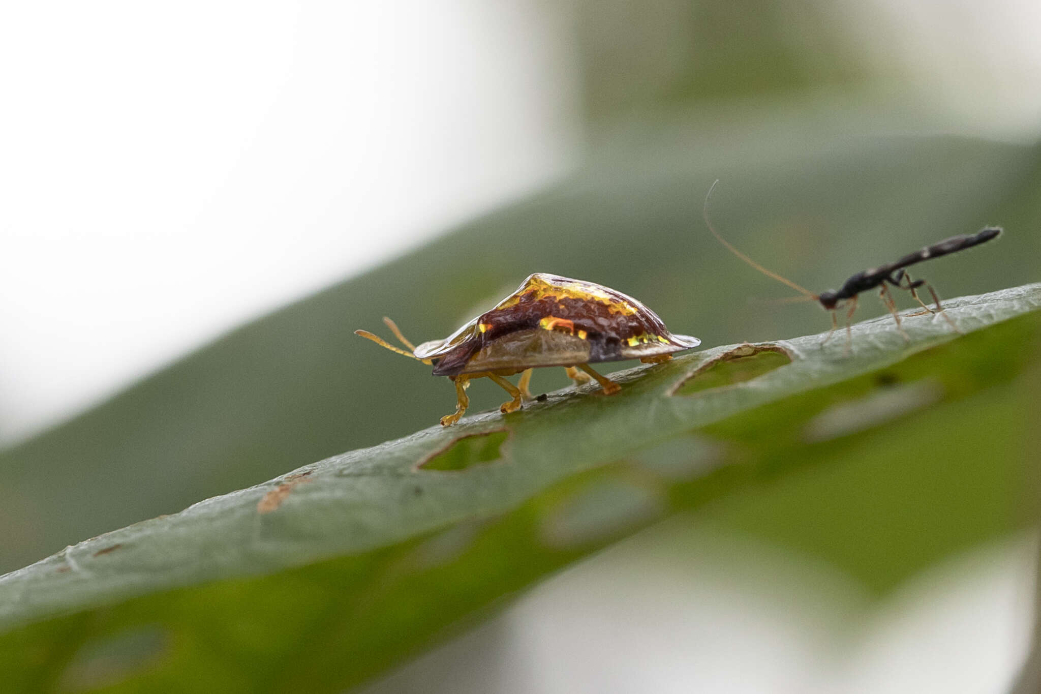 Imagem de Aspidimorpha (Aspidimorpha) quadriradiata Boheman 1854