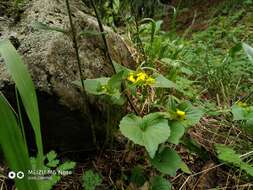 صورة Viola acutifolia (Kar. & Kir.) W. Beck.