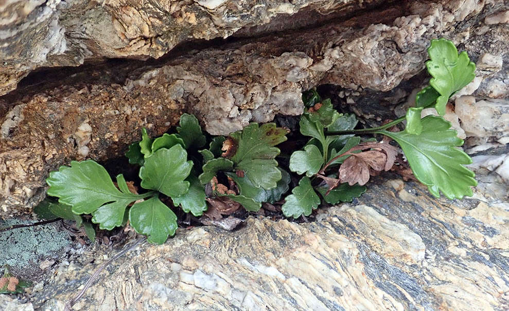 Image of Asplenium pauperequitum Brownsey & P. J. Jacks.