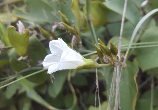 Image of Bonamia sulphurea (T. S. Brandegee) Myint & D. B. Ward