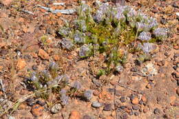 Image of Ptilotus declinatus Nees