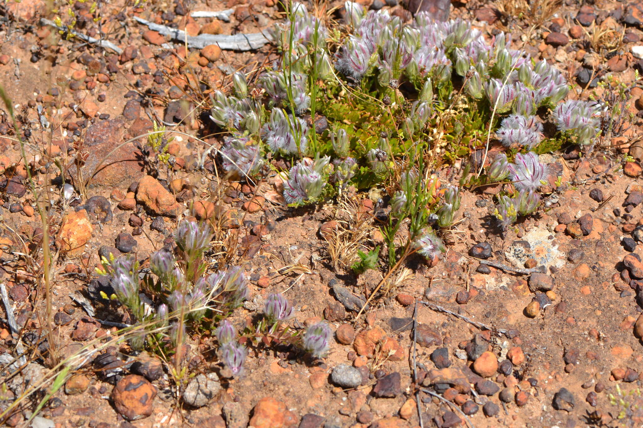 Image of Ptilotus declinatus Nees