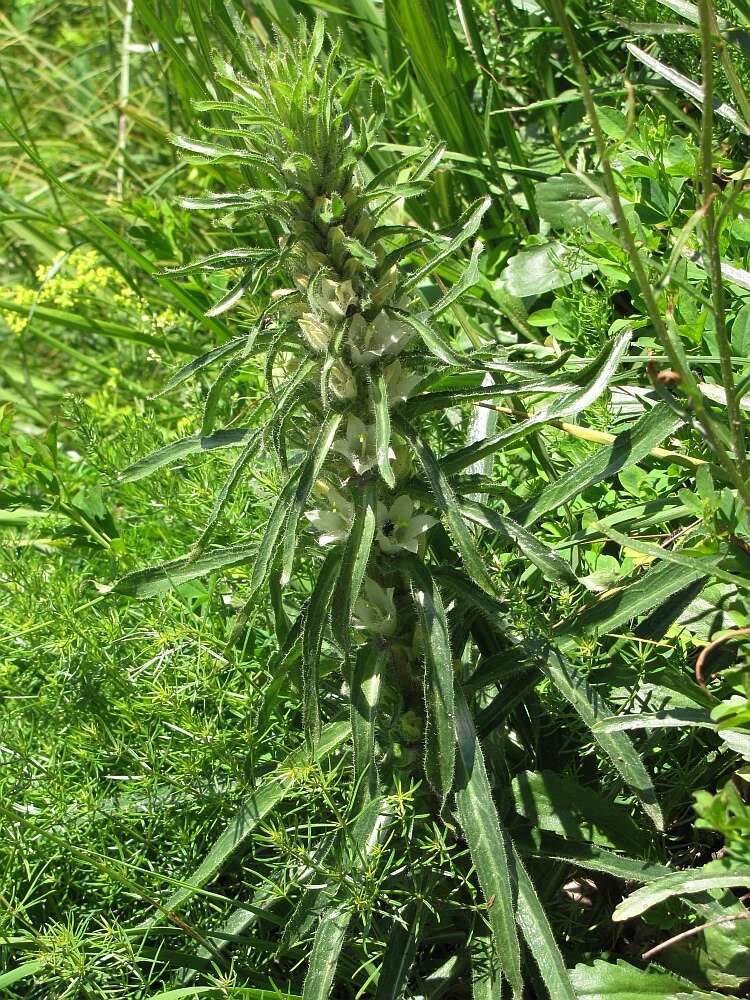 Image of Campanula thyrsoides subsp. carniolica (Sünd.) Podlech