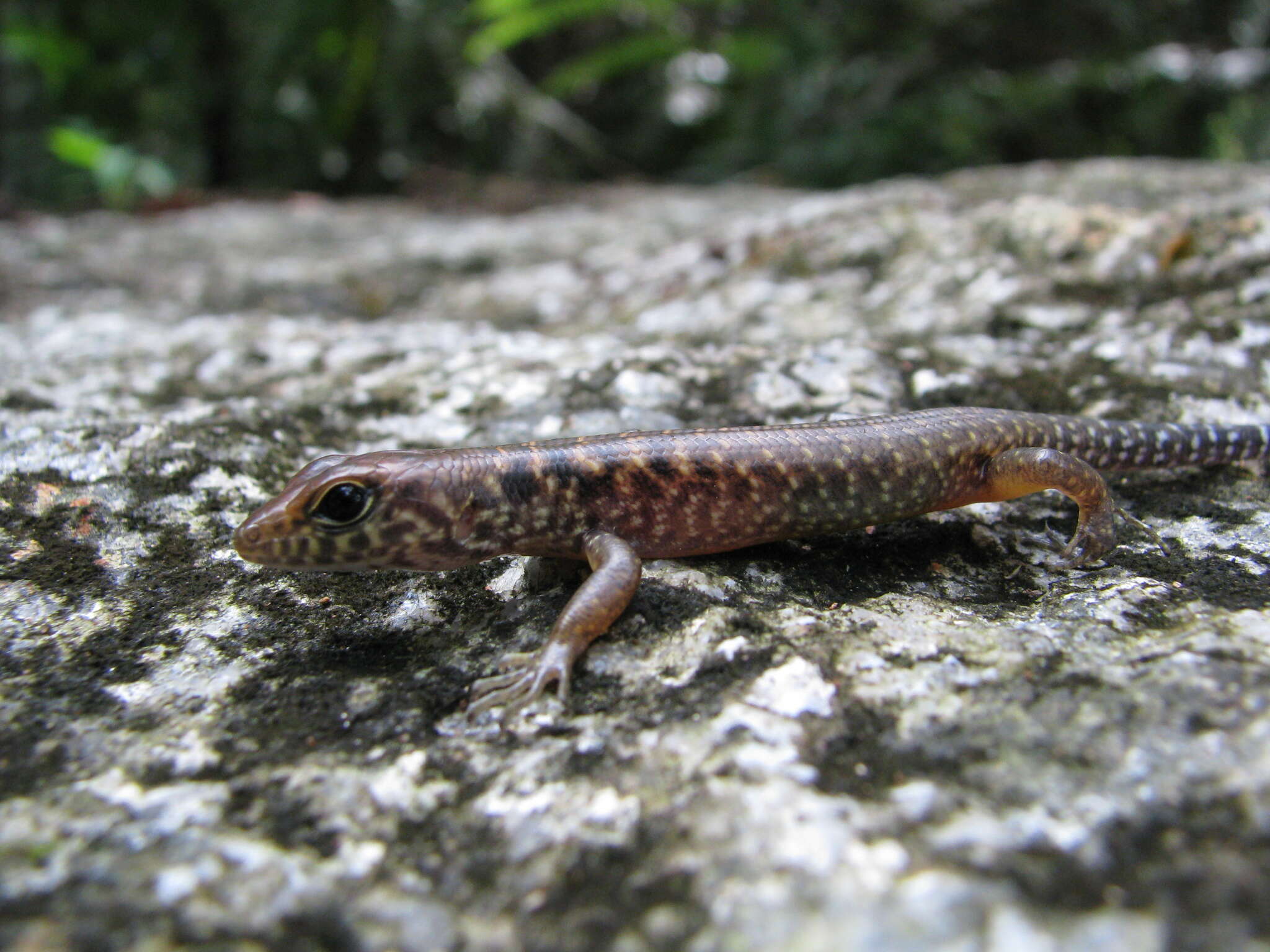 صورة Sphenomorphus praesignis (Boulenger 1900)