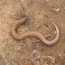 Image of Duméril's Wedge-snouted Skink
