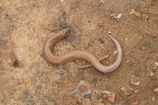 Image of Duméril's Wedge-snouted Skink