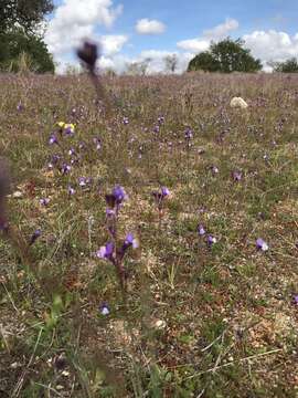 Image of Linaria algarviana Chav.