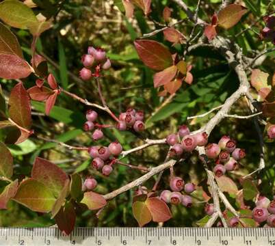 Image of Southern Blueberry