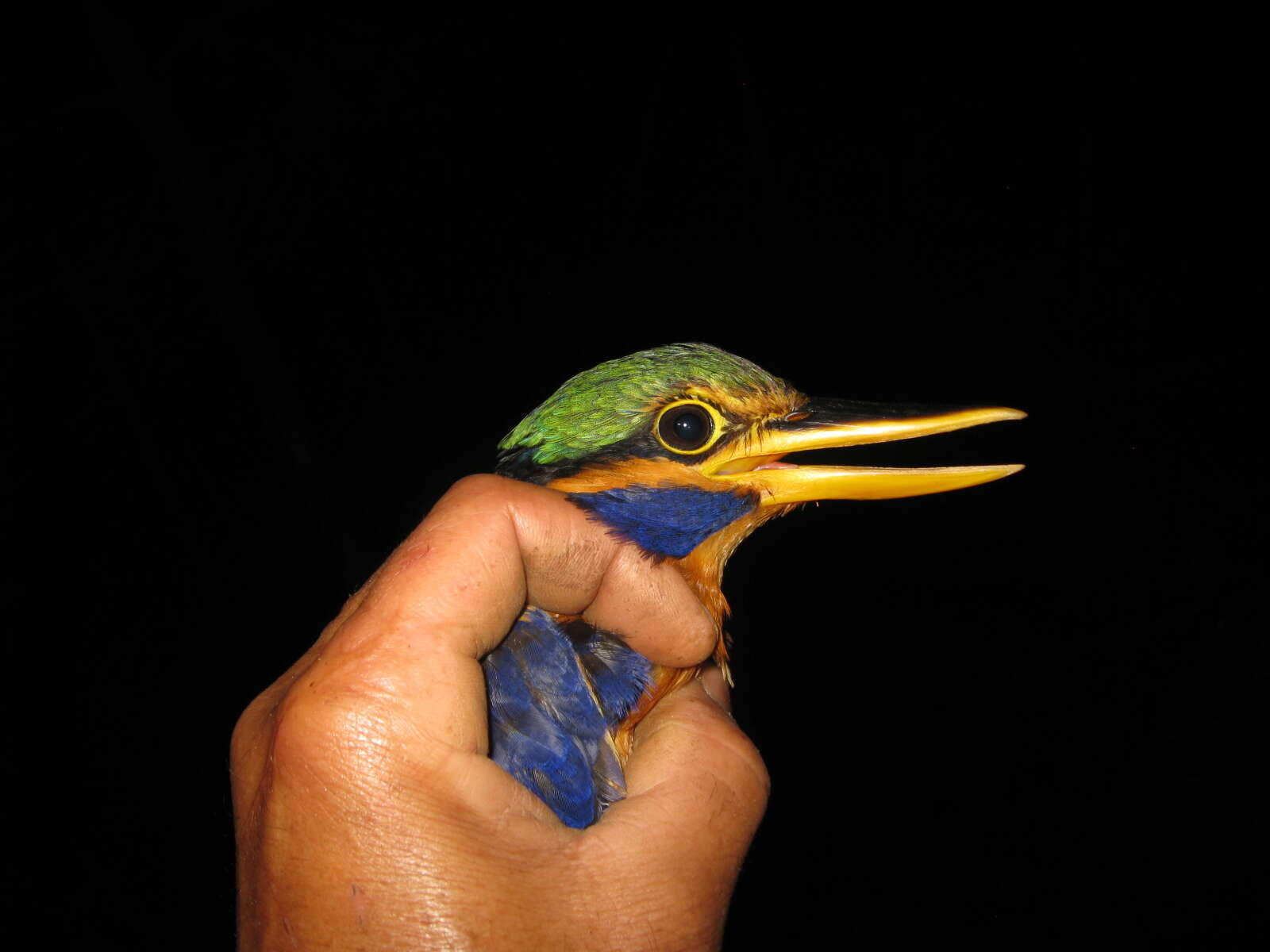 Image of Rufous collared kingfisher