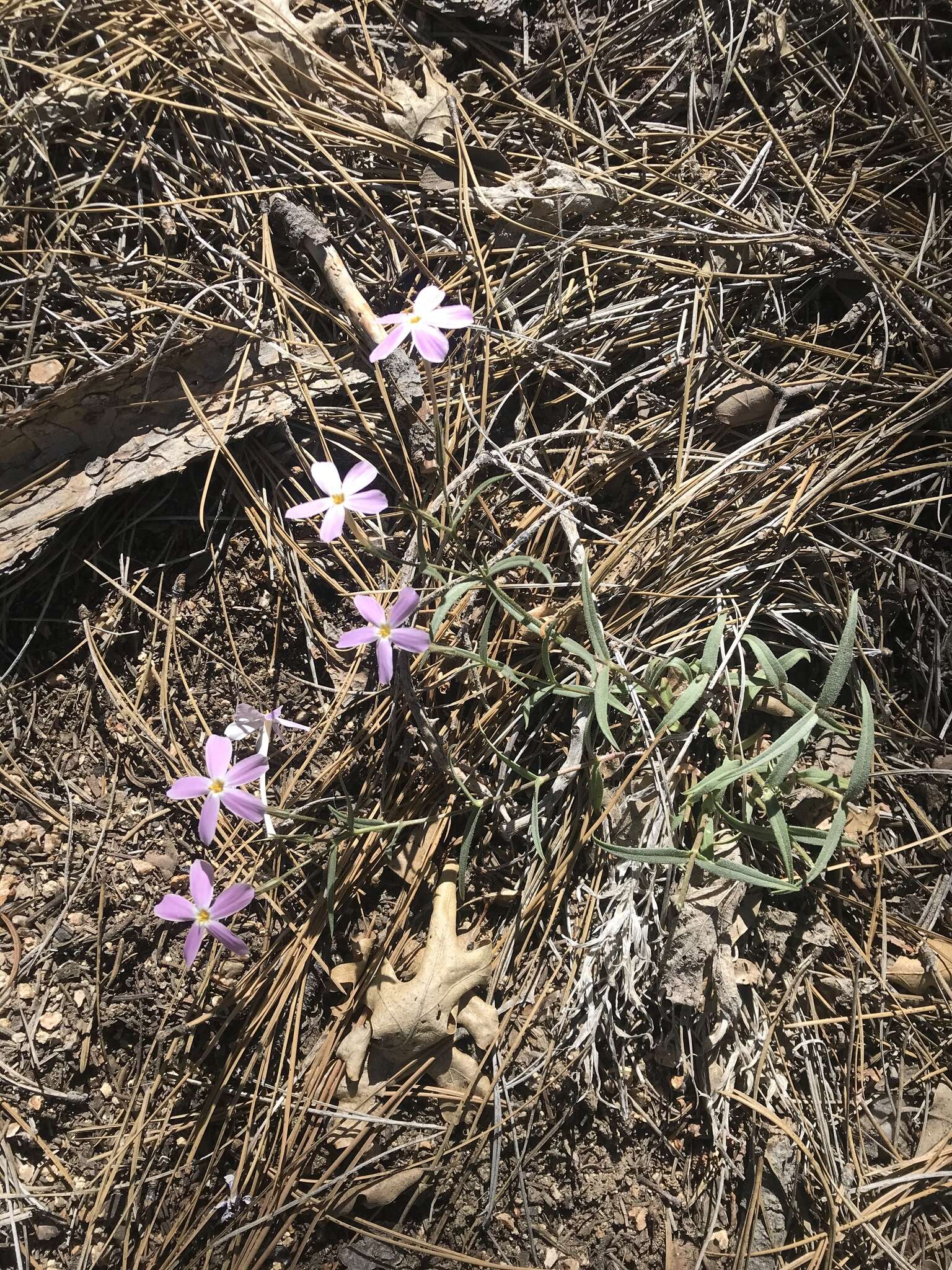 Image of Big Bear Valley phlox