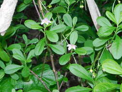 Imagem de Talinum fruticosum (L.) Juss.