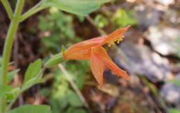 Image of monkeyflower savory