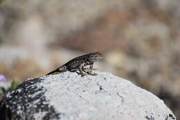 Image of Mountain Swift