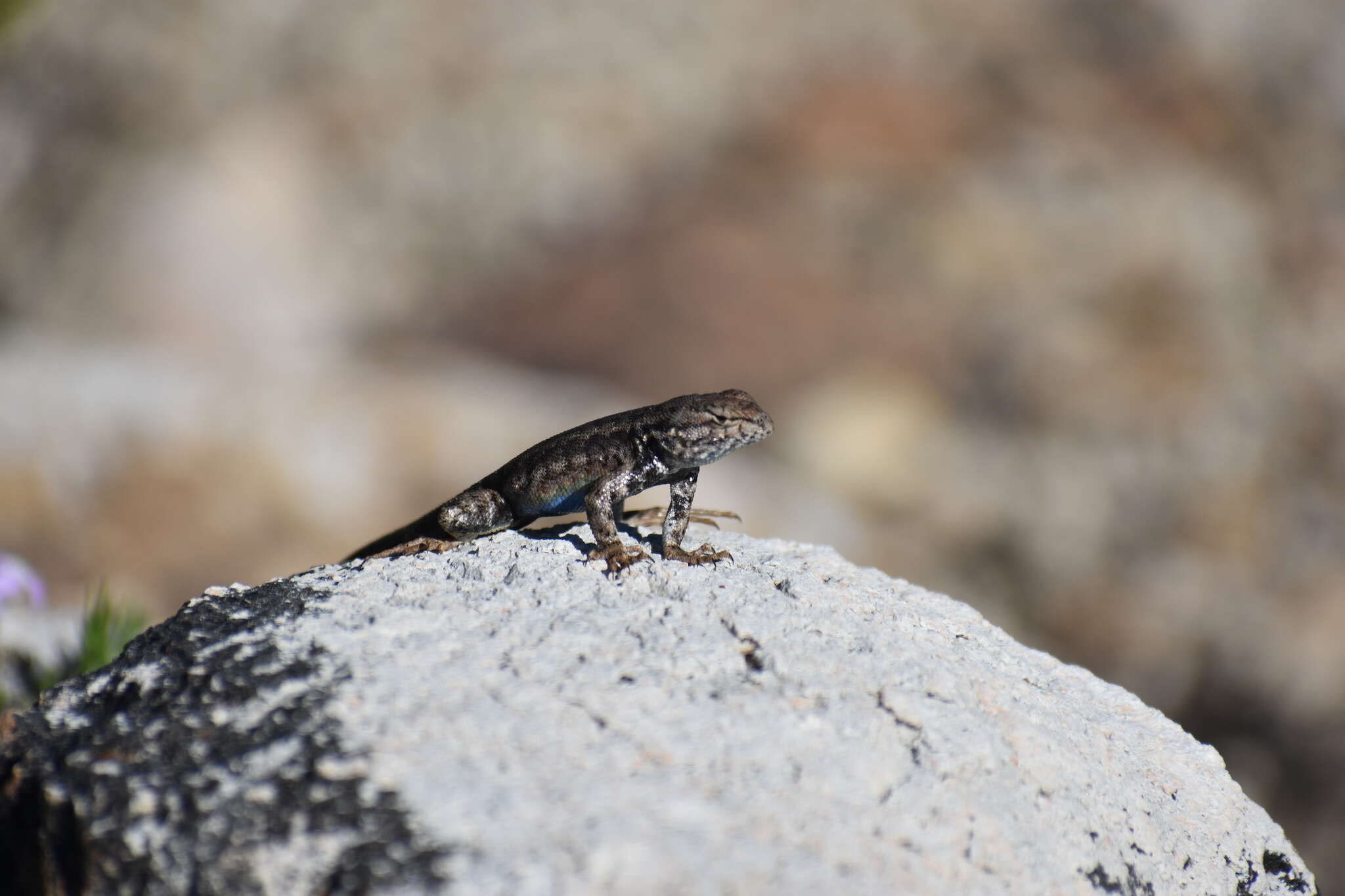 Image of Mountain Swift