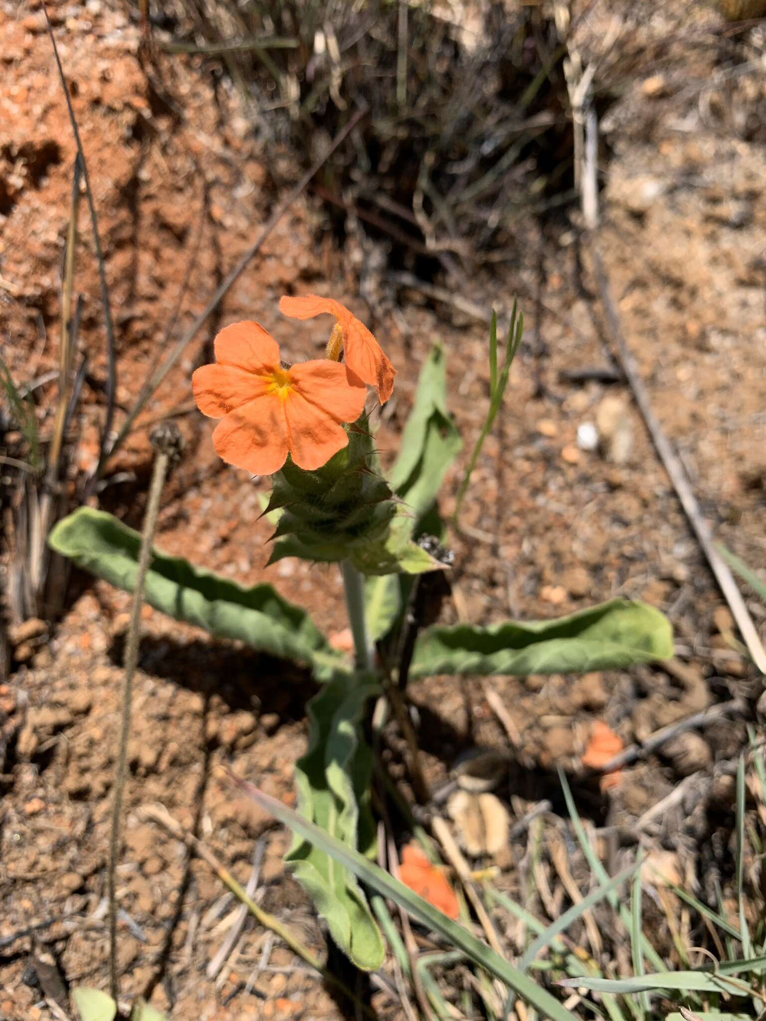 Image of Crossandra greenstockii S. Moore