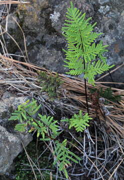 Image de Oeosporangium pulchellum (Bory ex Willd.) Fraser-Jenk. & Pariyar