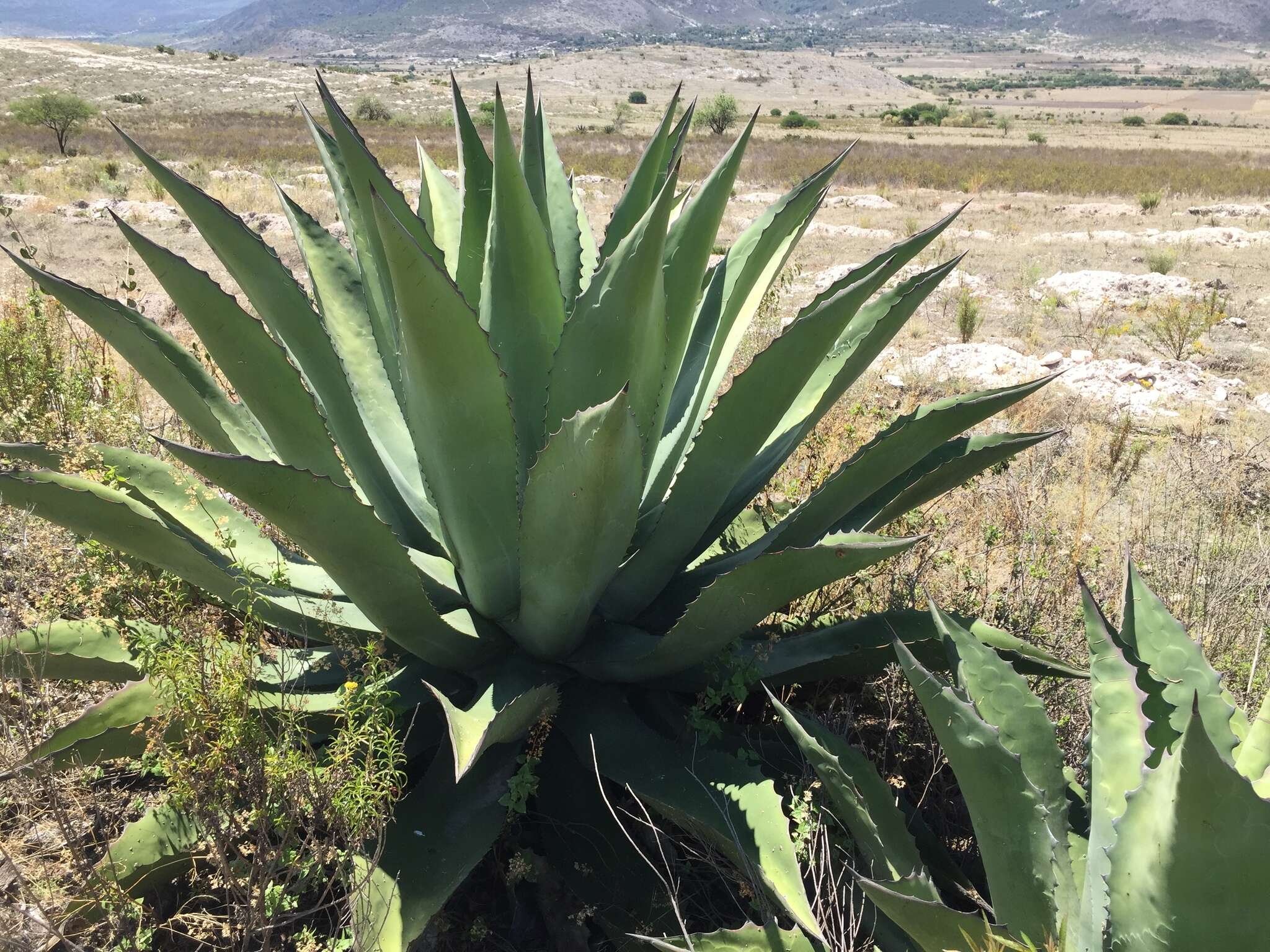 Image of Agave salmiana var. ferox (K. Koch) Gentry