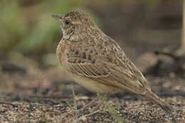 Image of Flappet Lark