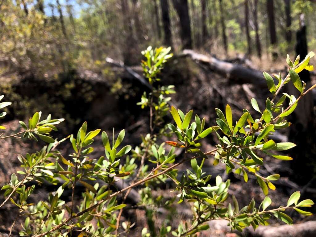 Sivun Leptospermum trinervium (Smith) J. Thompson kuva