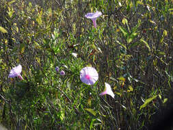 Слика од Ipomoea sagittata Poir.