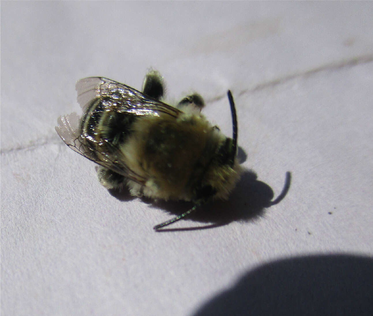 Image of California Anthophora