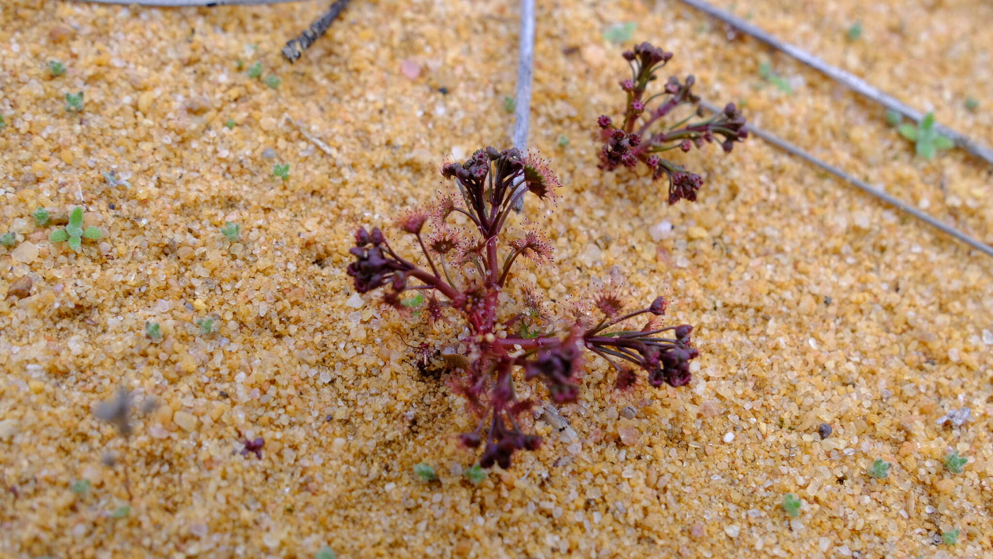 Image de Drosera stolonifera subsp. humilis (Planch.) N. Marchant