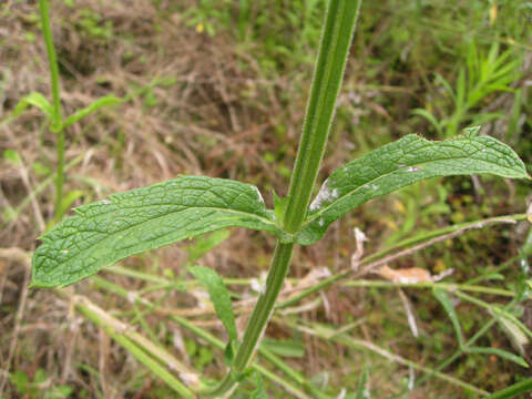 Image of purpletop vervain