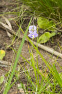 Image de Heliophila rigidiuscula Sond.