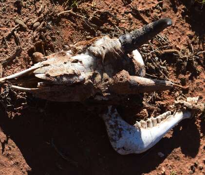 Image of Mountain Reedbuck