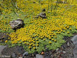 Image de Azorella trifurcata (Gaertn.) Pers.