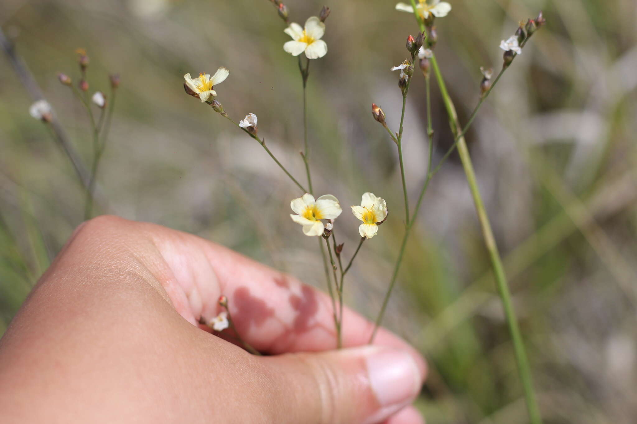 Image of Linum burkartii Mildner