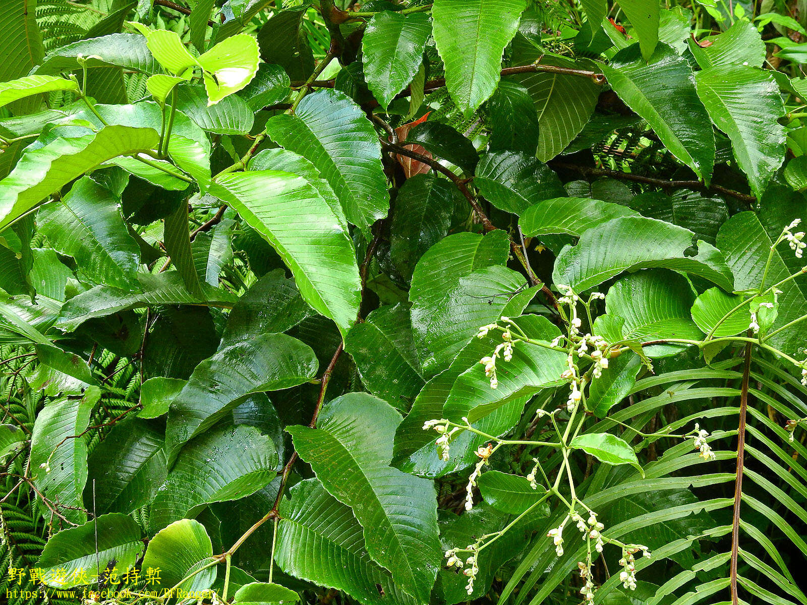 Plancia ëd Schumacheria castaneifolia Vahl