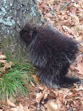 Image of North American porcupine