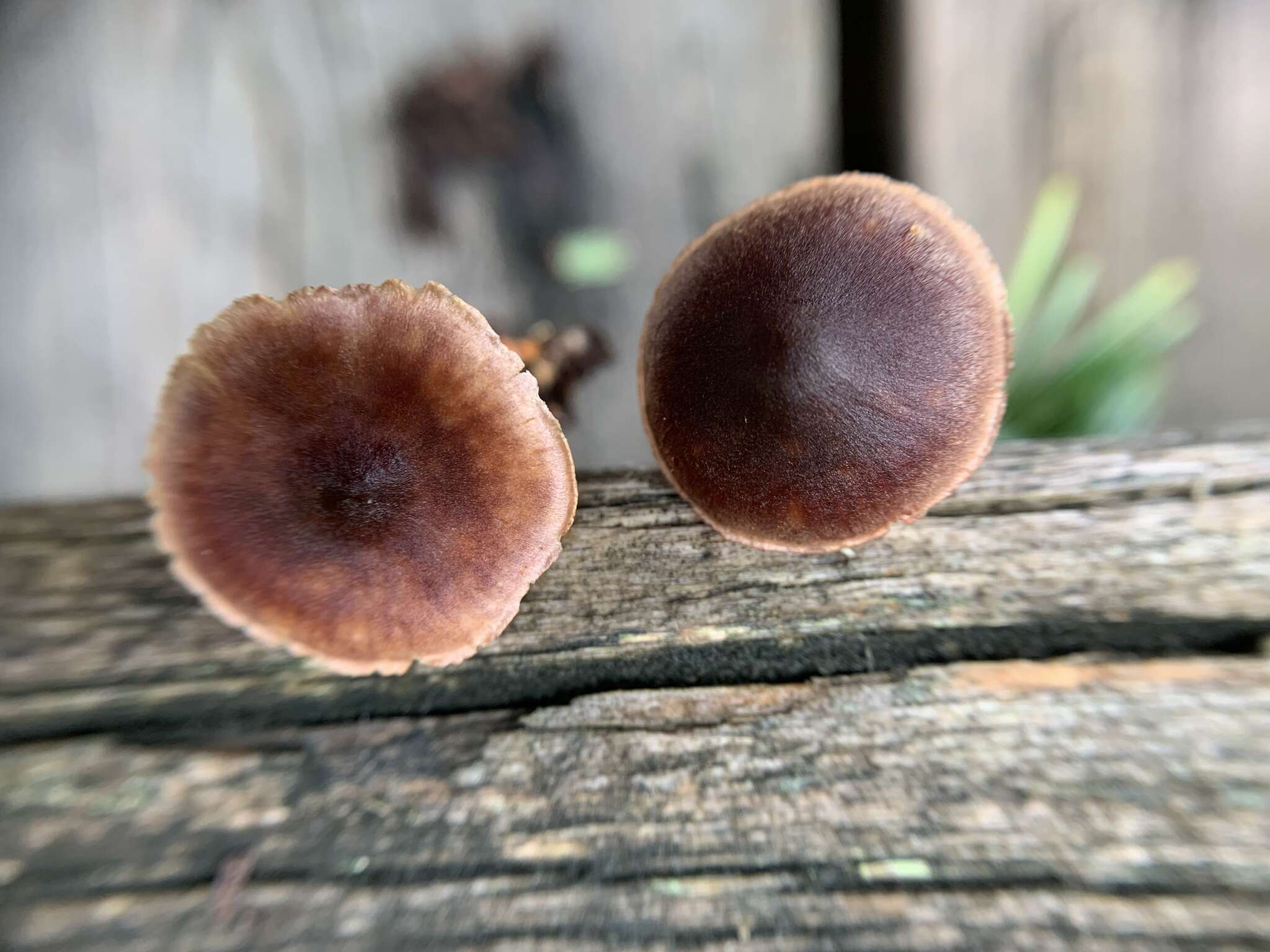 Слика од Cortinarius anthracinus (Fr.) Sacc. 1887