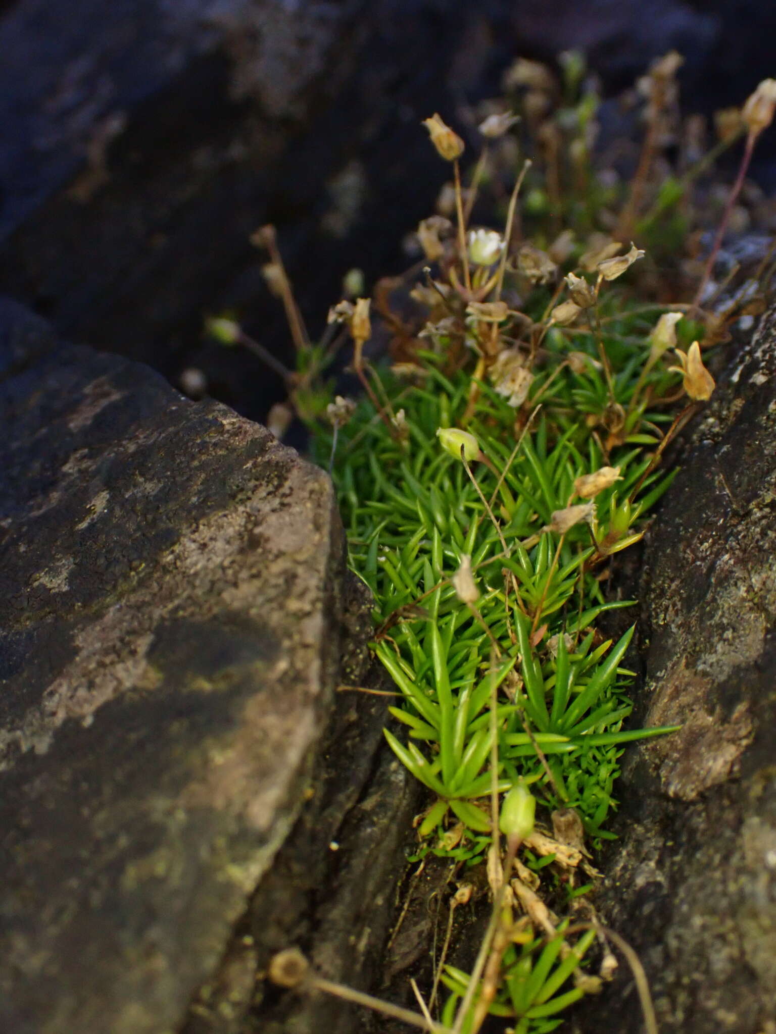 Image of stickystem pearlwort