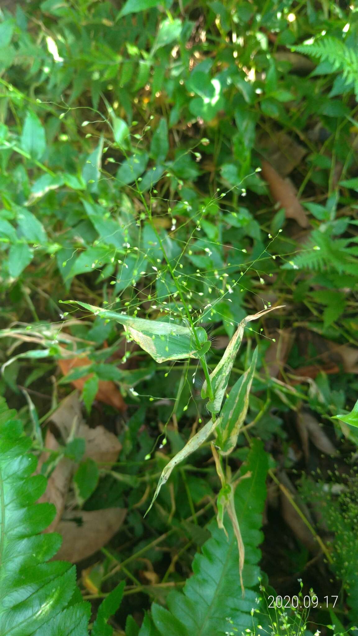 Image of Panicum brevifolium L.