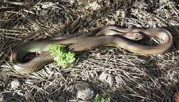 Sivun Coluber constrictor mormon Baird & Girard 1852 kuva