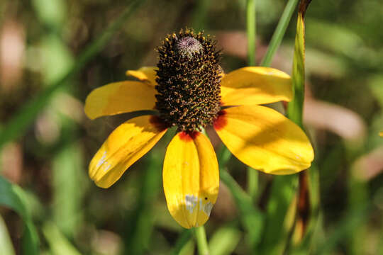 Image of Clasping-Coneflower